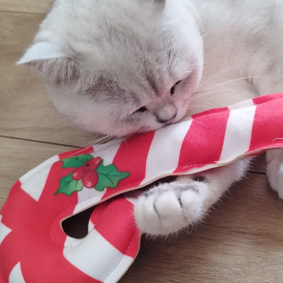 Liegende Katze hält Katzenspielzeug in Form einer großen Zuckerstange in der Pfote und schnuppert daran