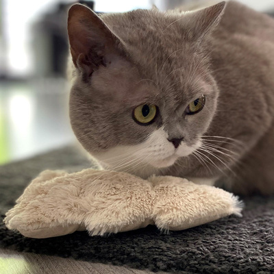 Katze sitzt vor Plüschspielzeug in Form eines Tannenbaums