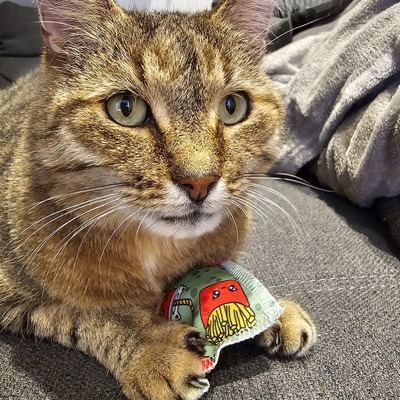 Katzenspielzeug 4cats Kawaii Kollektion Schmusekissen Gruen Katze haelt Kissen