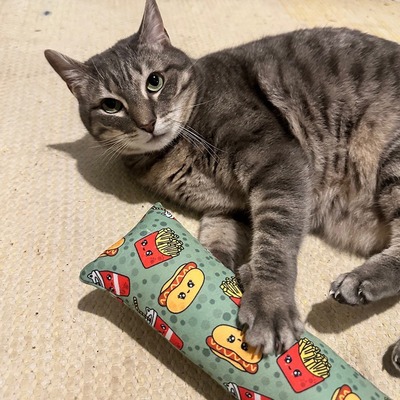 Katzenspielzeug 4cats Kawaii Kollektion Spielrolle Gruen mit spielender grau getigerter Katze