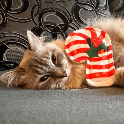 4cats Katzenspielzeug X-Mas Mini-Zuckerstange Katze guckt dich an