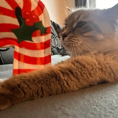 4cats Katzenspielzeug X-Mas Mini-Zuckerstange festgehalten von einer Katze