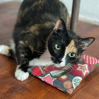 Katzenspielzeug 4cats X-Mas Kollektion Raschelkissen dreifarbige Katze spielt mit dem Kissen