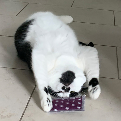 Katzenspielzeug 4cats Klassik Kollektion Schmusekissen - schwarz-weiß gefleckte Katze spielt gemustertem Kissen auf grauen Fliesen