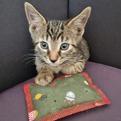 Katzenspielzeug 4cats Klassik Kollektion Schmusekissen - junge getigerte Katze mit gemustertem Kissen in einer Sofaecke