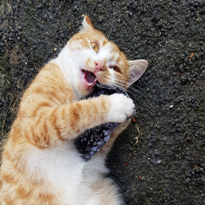 Auf dem Rücken liegende Katze hat Schmusekissen in den Pfoten und beißt daran herum