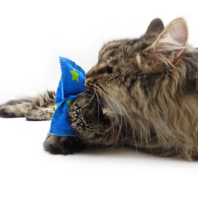Liegende Katze hat blaues Schmusekissen in der Pfote und leckt daran
