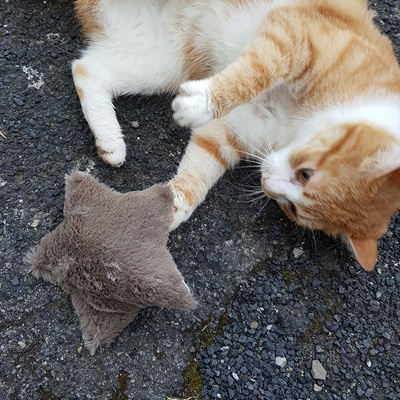 Katze mit Katzenspielzeug in Form eines Sterns, aus Plüsch, Farbe braun