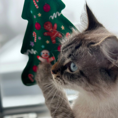 Katze hält Katzenspielzeug in Tannenbaum-Form in der Pfote