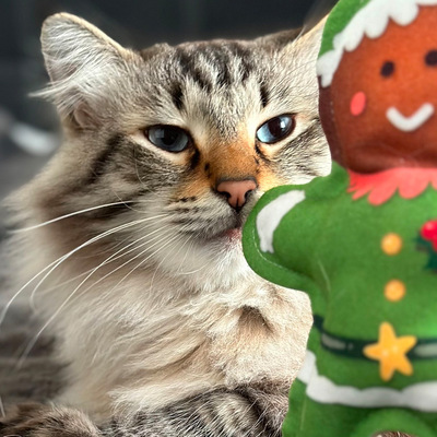 Katze mit Weihnachtself als Katzenspielzeug aus Stoff in der Hauptfarbe grün, Gesicht braun