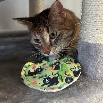 Katzenspielzeug Mini Herz liegt vor einer Katze, sie schaut sich das Spielzeug interessiert an