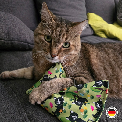 Liegende Katze hält Raschelkissen in der Pfote und schaut in die Kamera