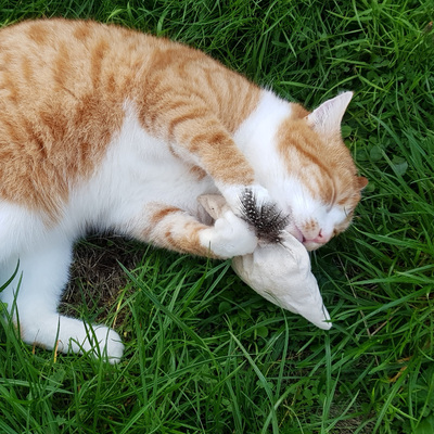Kitten Safe House Herbstset – Bild 8